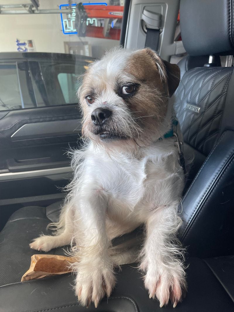 Bulldog Shih Tzu Mix (Bullshih)