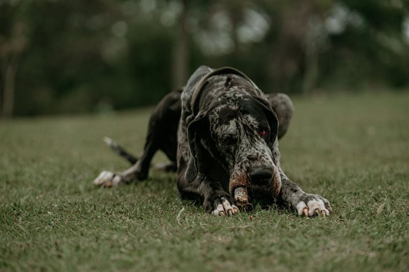 Great Dane
