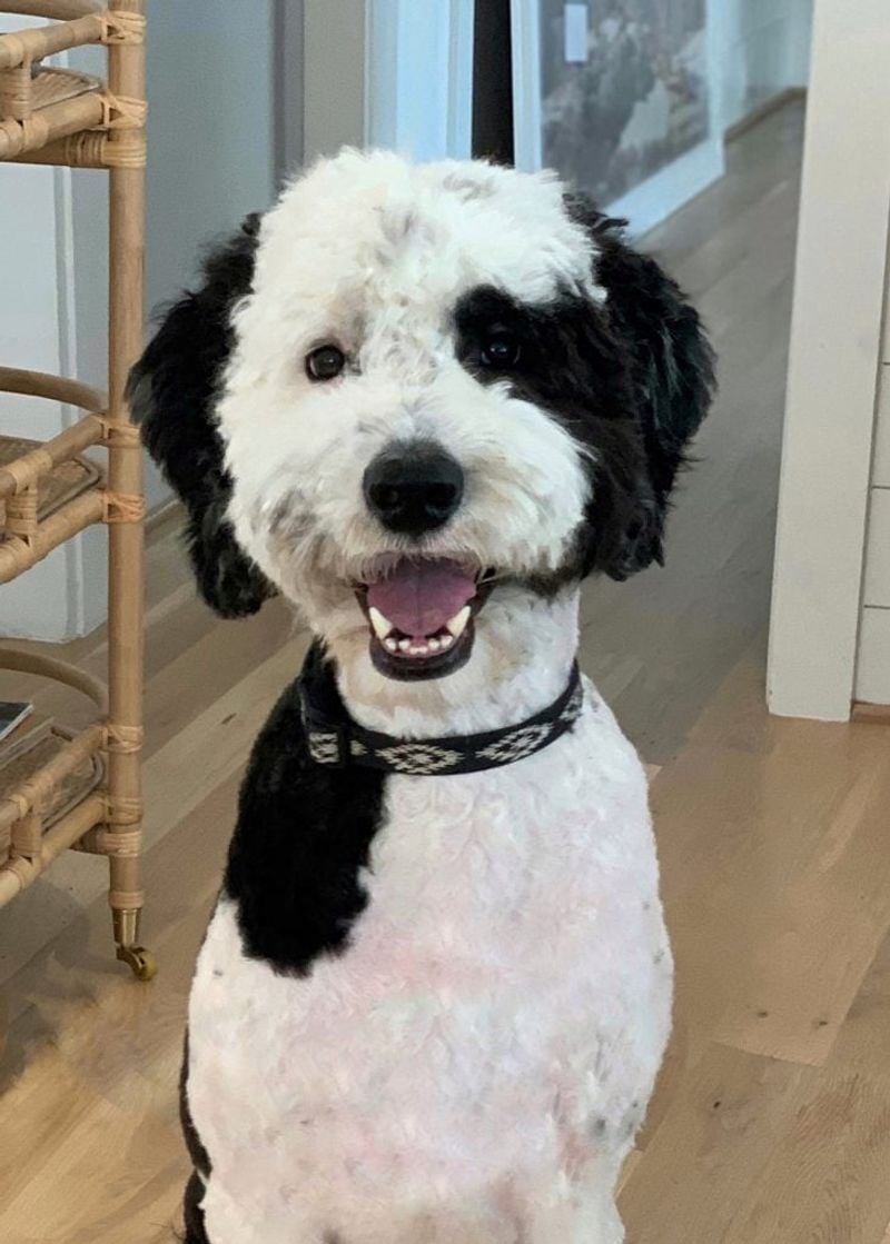 Grooming & Maintenance