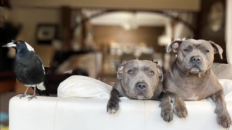 Staffordshire Bull Terrier