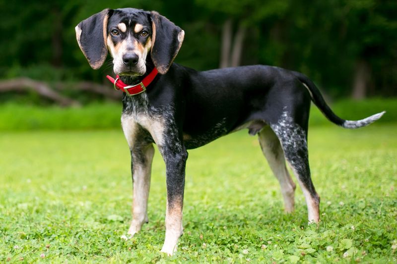 Coonhound