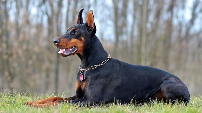 Doberman Pinscher: The Silent Shadow
