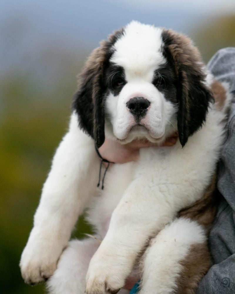 Saint Bernards: Mountain-Sized Hearts with Rescue Souls