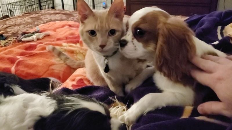 Gets Along with Other Pets
