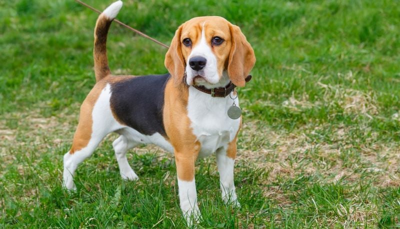 Beagle: The Nose That Knows No Boundaries