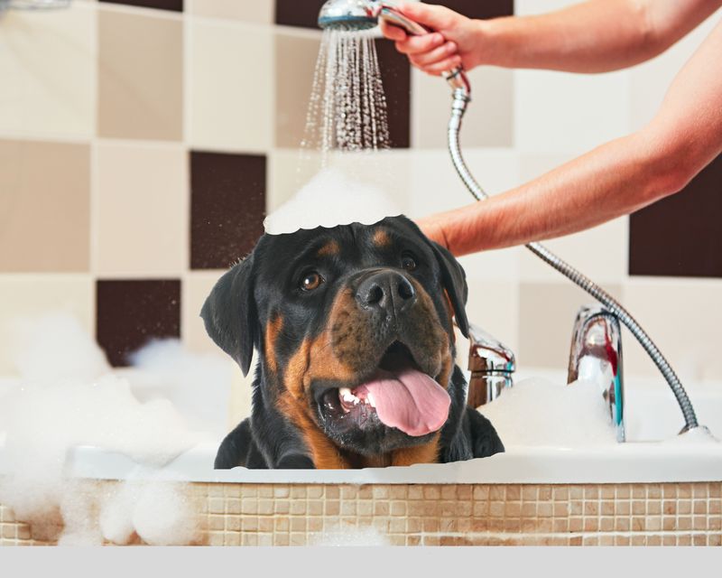 Low Grooming Needs