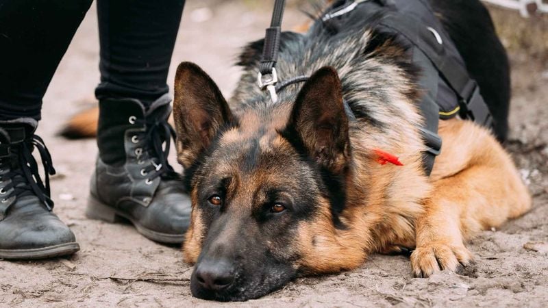 Hard to Distinguish Between Alert and Anxiety
