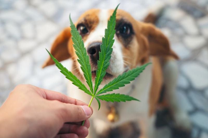 Cannabis (edibles or plant material)