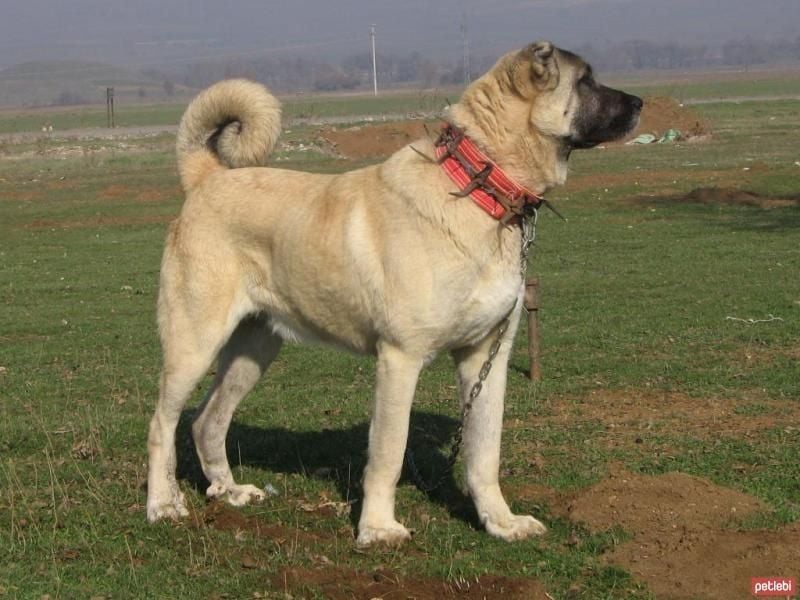 Anatolian Mastiff: Turkey's Legendary Protector