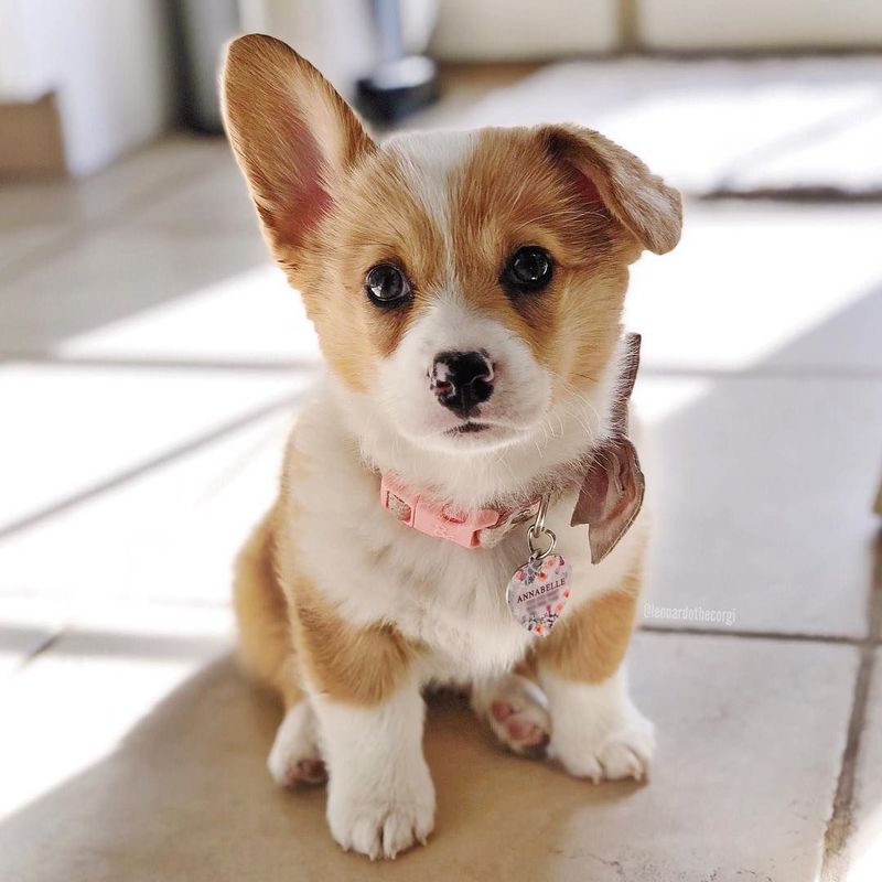 Pembroke Welsh Corgi: Short-Legged Royalty