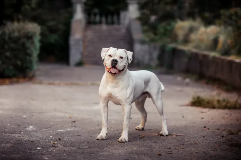 American Bulldog
