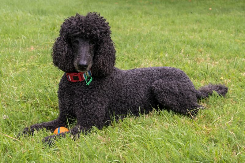 Standard Poodle: The Elegant Athlete