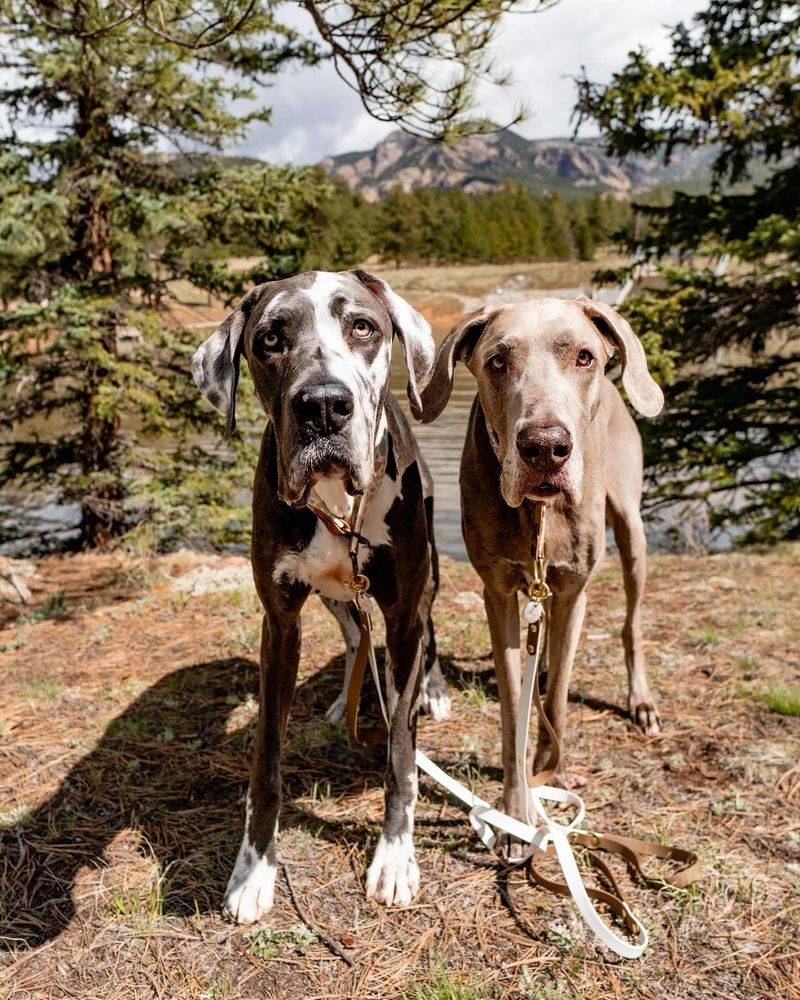 Great Danes: Apartment-Sized Horses with Tender Hearts