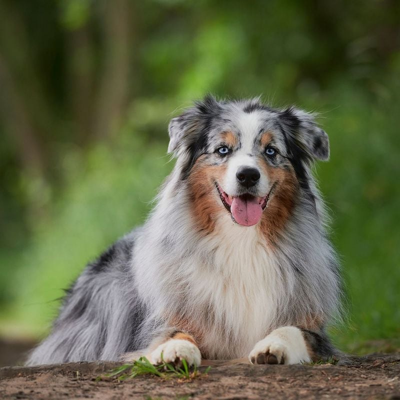Australian Shepherd