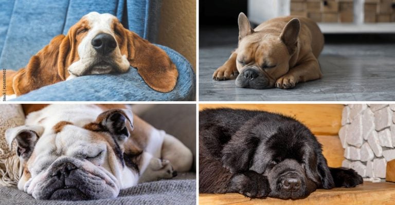 The 10 Best Chill Dog Breeds for People Who’d Rather Nap Than Jog