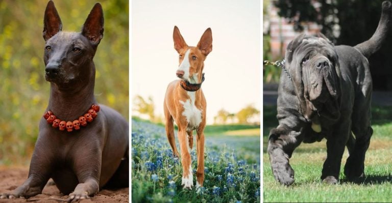 The 20 Coolest Dog Breeds (And Why They're Total Originals)