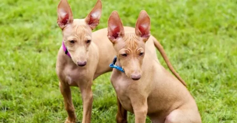 The American Kennel Club Just Revealed the 23 Most Unpopular Dog Breeds of 2025