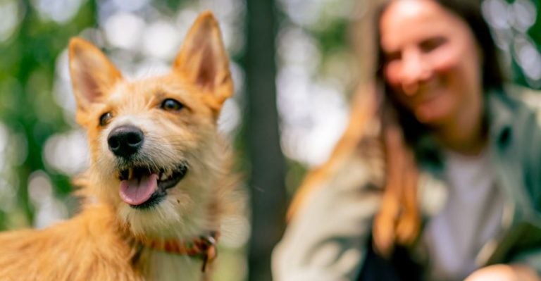 The Top 15 Behaviors That Reveal Your Dog Feels Safe Loved and Full of Joy