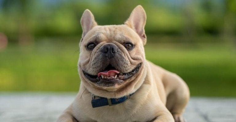 The World’s 20 Favorite Dog Breeds—Is Your Pup on the List?