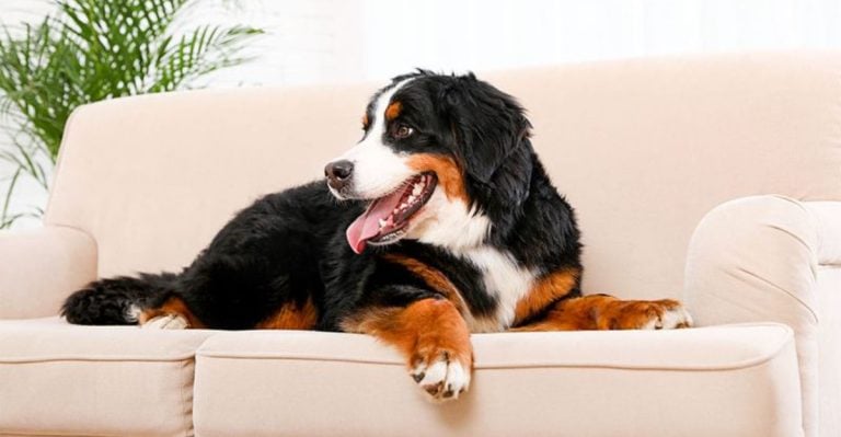 These 10 Calm Dog Breeds Won’t Blink at Your Family’s Chaos