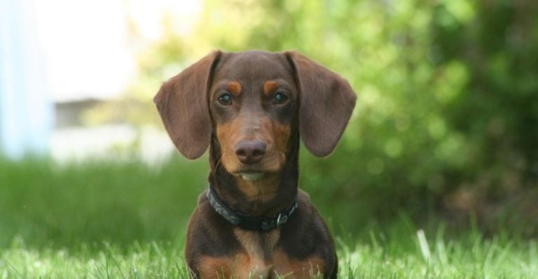 These 10 Dog Breeds Struggle to Get Adopted — Here’s Why
