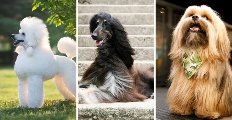 These 13 Dogs Require More Hair Appointments Than You Do