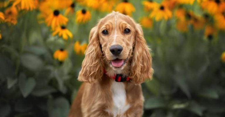 These 15 Dog Breeds Are So Full of Love They’ll Melt Your Heart