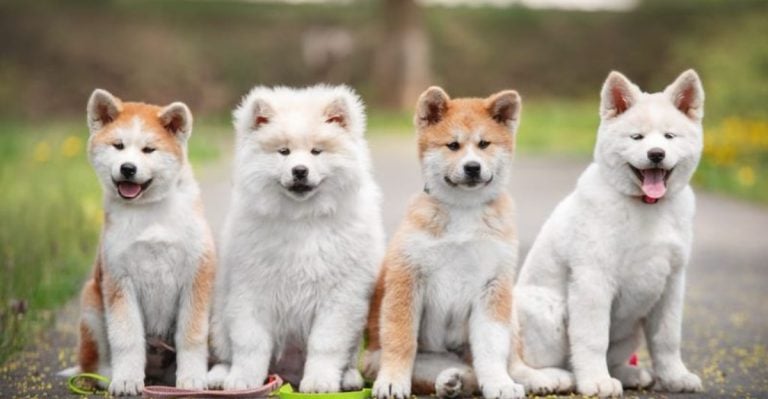 15 Dog Breeds That Can’t Stand Other Dogs
