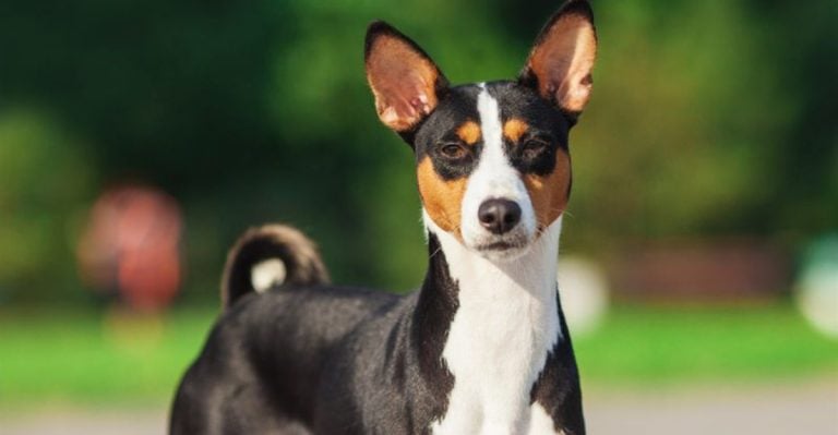 These 20 Mighty Dog Breeds Won’t Bark, But You’ll Never Forget Them