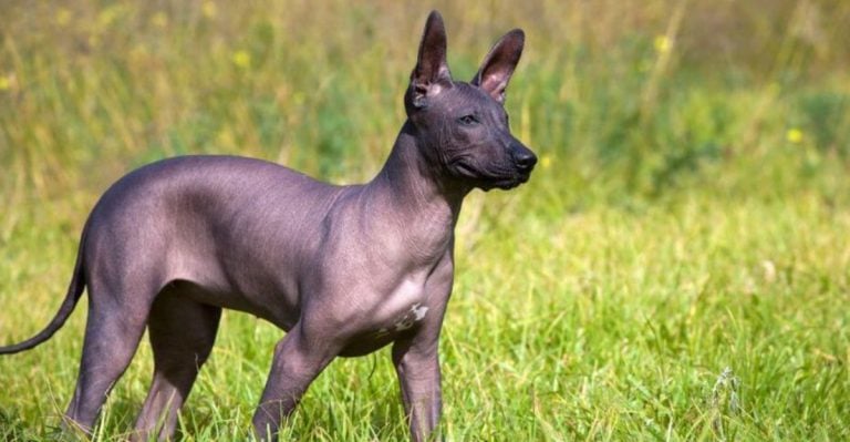 These 8 Dogs Are One-of-a-Kind, Inside and Out