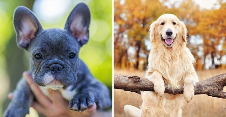 They’re Adored for a Reason—But These 20 Popular Dogs Aren’t for Everyone