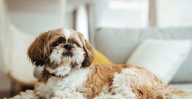 Thinking of Getting a Dog in Retirement? These 12 Breeds Are Perfect