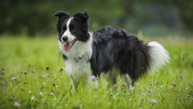 Border Collie: The Brilliant Workaholic