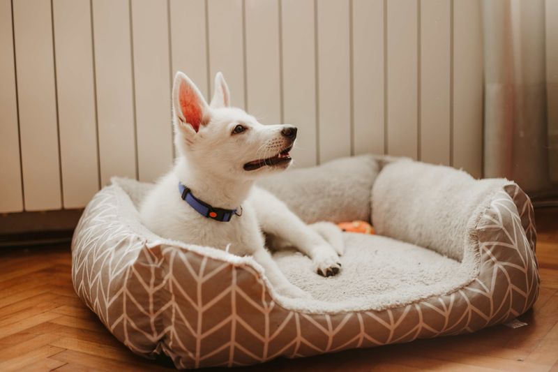 Launder Pet Bedding Weekly