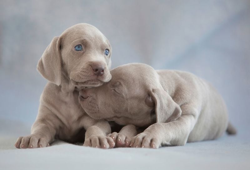 Weimaraner: The Velcro Dog with Attitude
