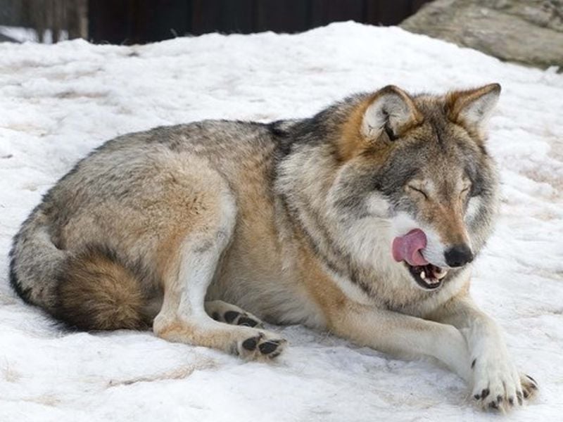 Wolf-Dog Hybrids: Wild at Heart
