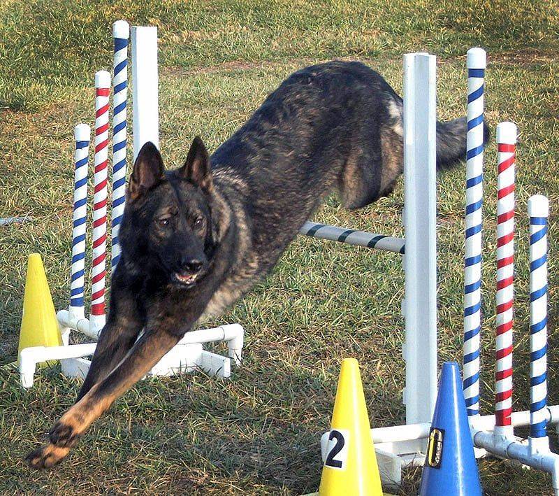 Agility or Obedience Classes