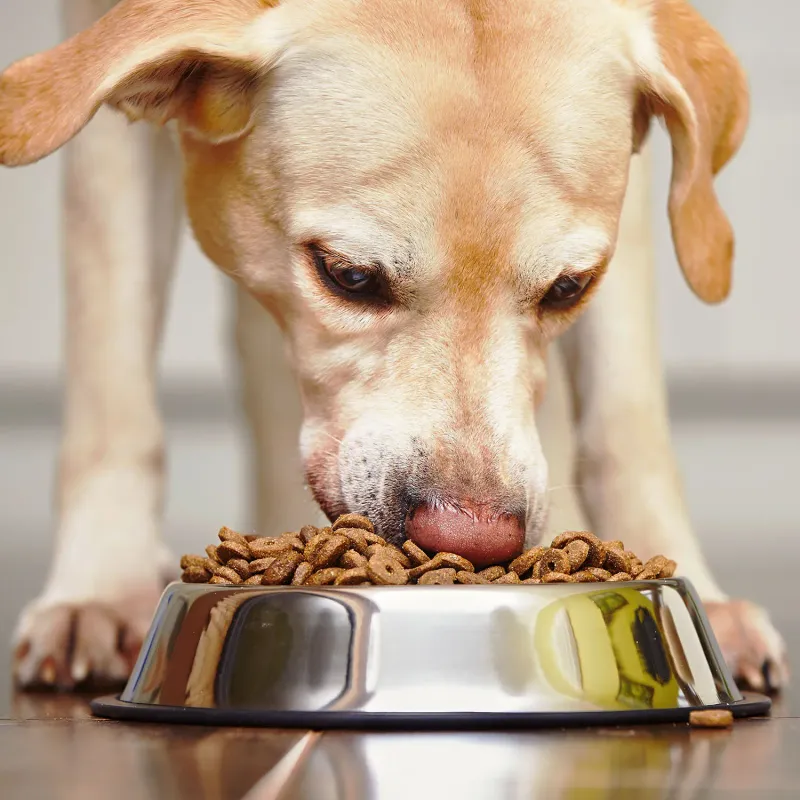 Balanced Diet Makes Happy Pets