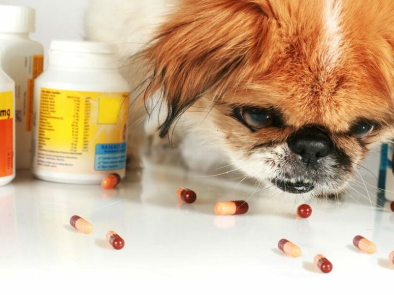 Medicine Cabinet Hazards: Human Medications