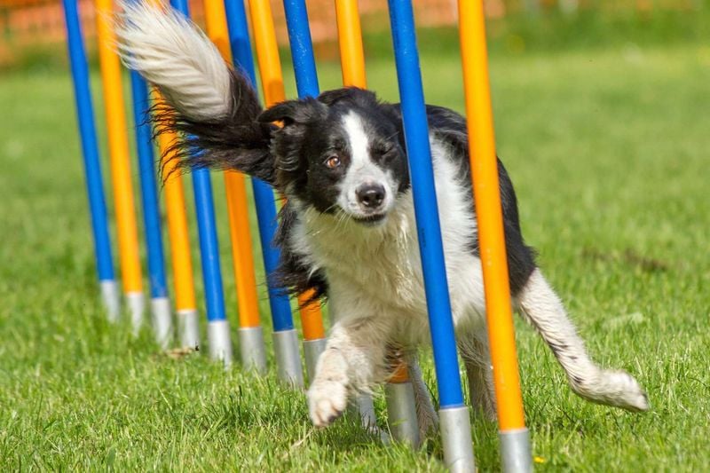 Border Collie