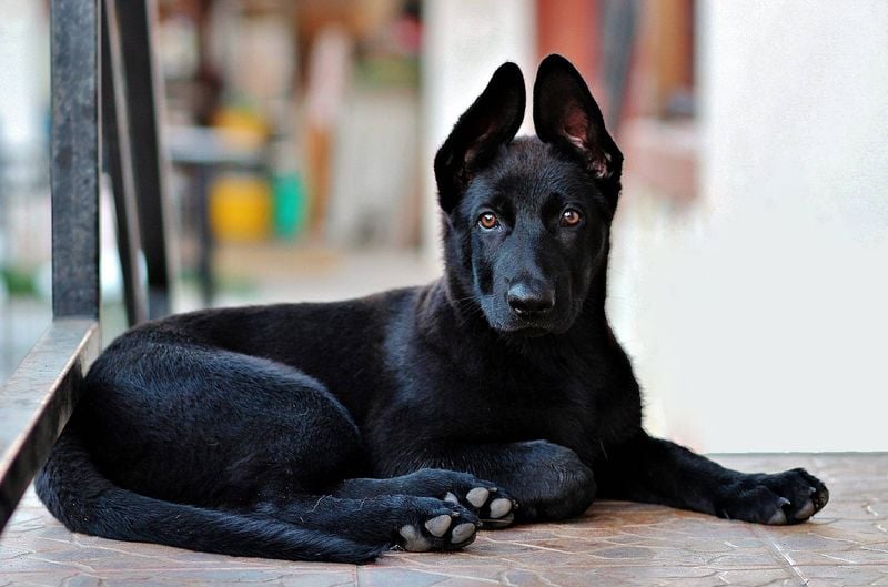 Fewer Health Issues Than Many Breeds