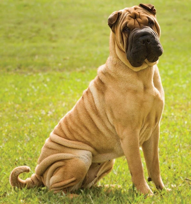 Shar Pei (Traditional Type)