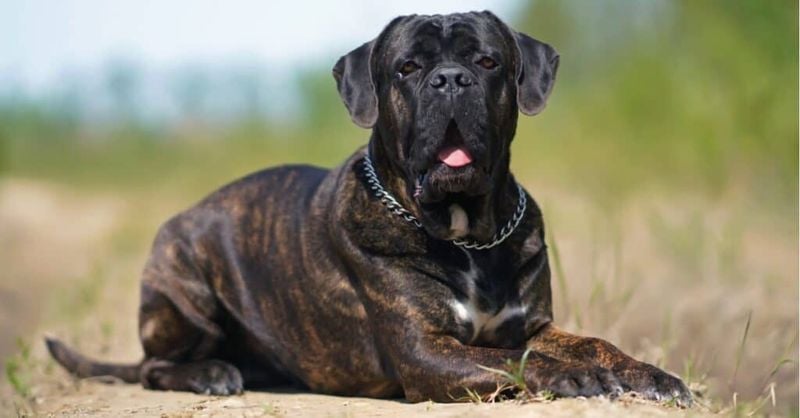 Cane Corso: The Powerful Guardian With Intimidating Presence