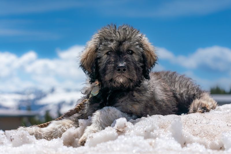 Pyredoodle: The Livestock Guardian Challenge