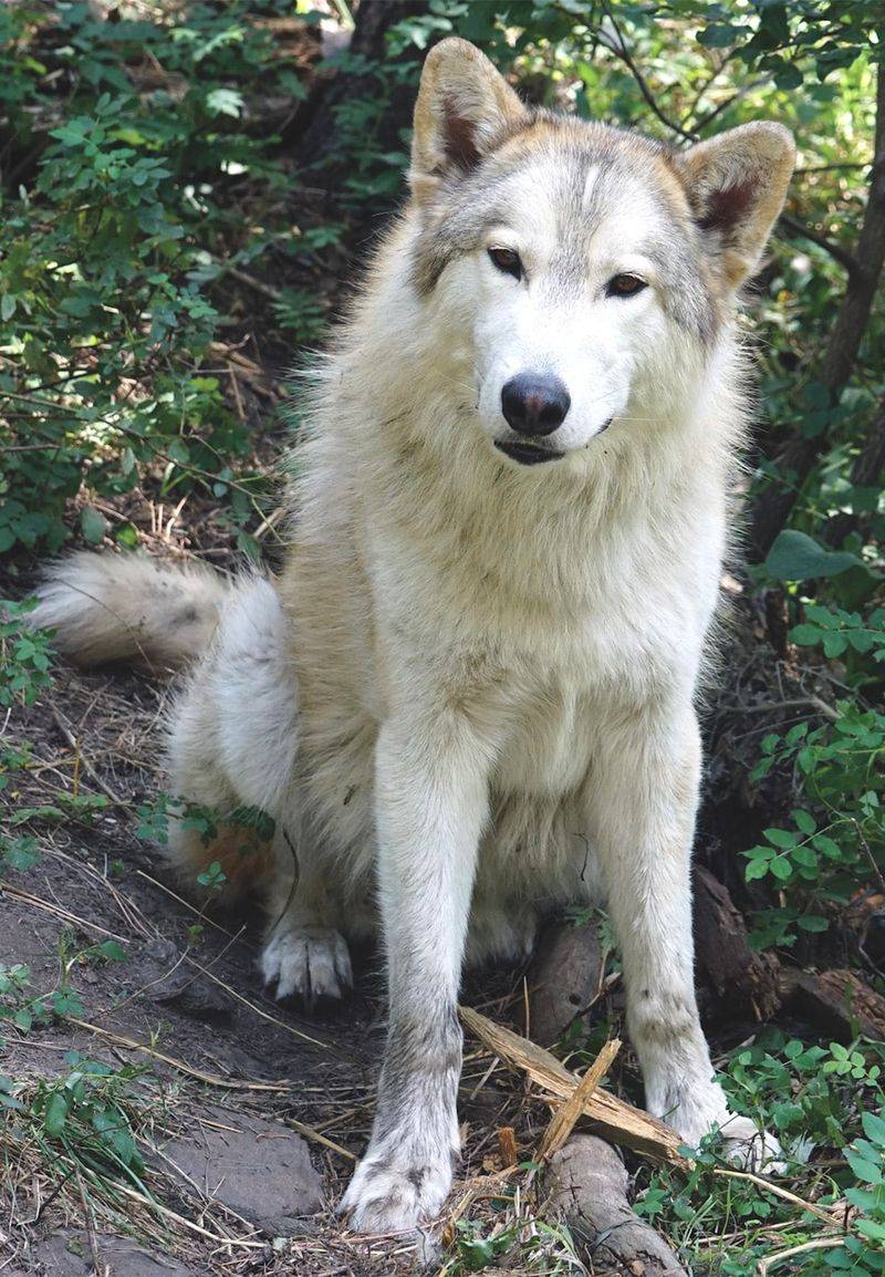 Wolf-Dog Hybrids: The Controversial First Generation