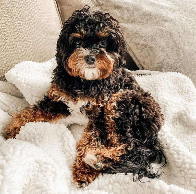 Cavapoo: The Apartment-Perfect Companion