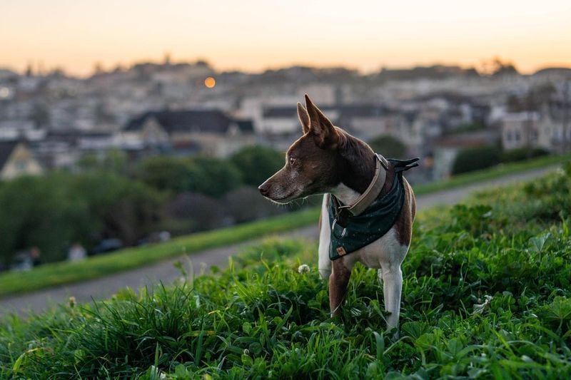 Rat Terrier