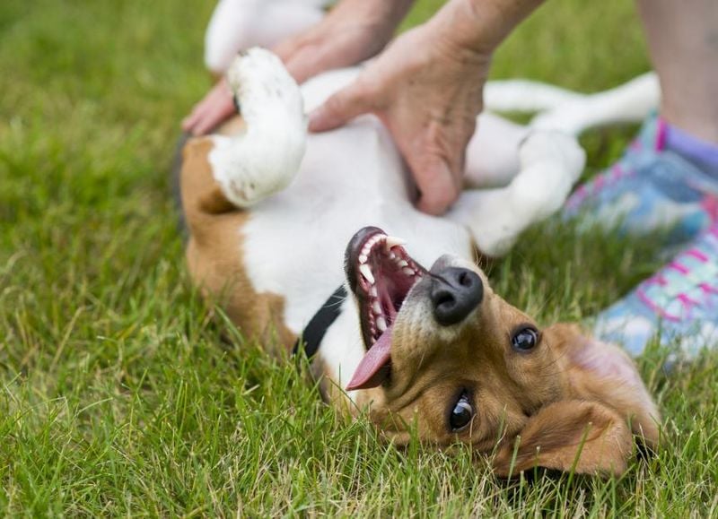 Give belly rubs and ear scratches