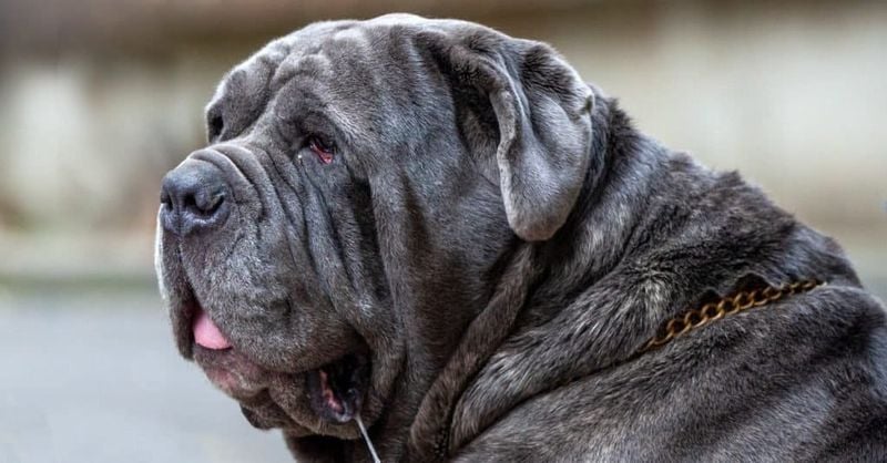Neapolitan Mastiff: Wrinkled Wonders with Brief Time