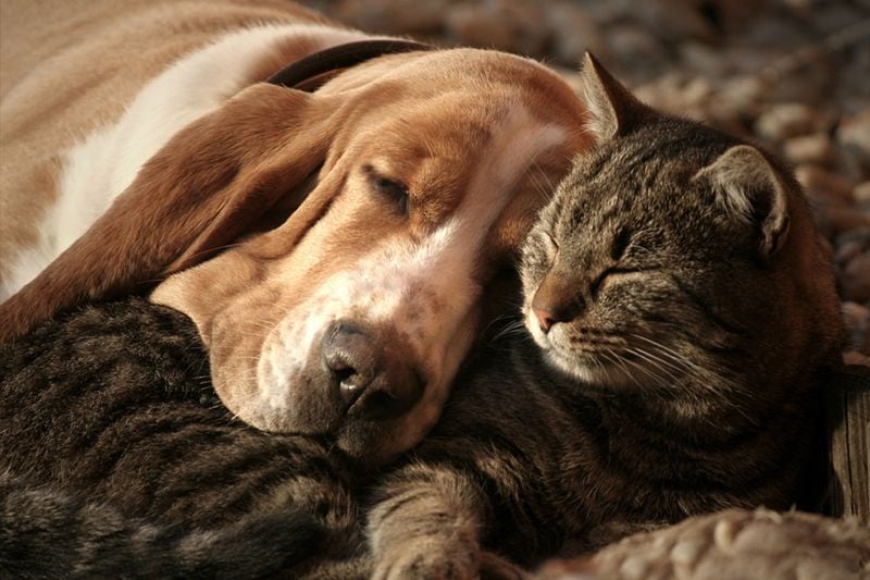 Let Other Pets Say Goodbye